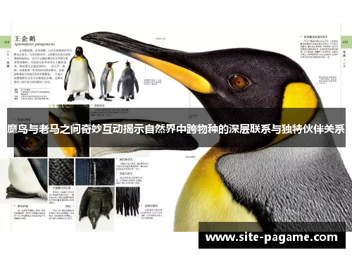 魔鸟与老马之间奇妙互动揭示自然界中跨物种的深层联系与独特伙伴关系